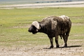 Ngorongoro Buffalo04